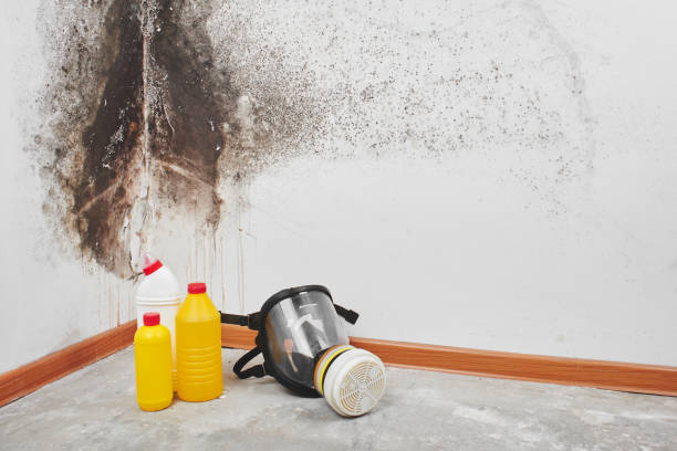 Best Black Mold Removal  in Farmersville, OH