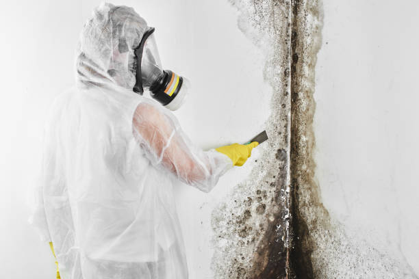 Best Crawl Space Mold Removal  in Farmersville, OH