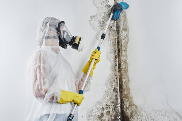 Best Mold Cleaning Services  in Farmersville, OH