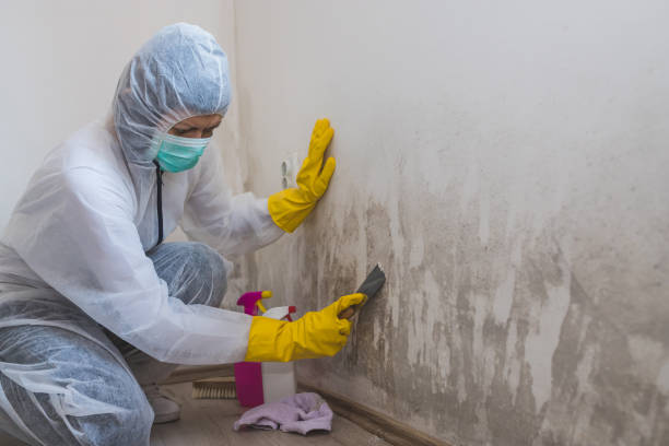 Best Certified Mold Removal  in Farmersville, OH