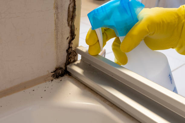 Best Certified Mold Removal  in Farmersville, OH