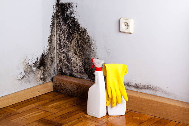 Best Home Mold Removal  in Farmersville, OH