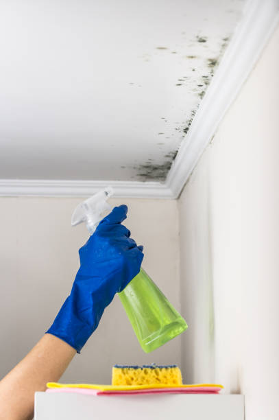 Trusted Farmersville, OH Mold Removal Experts